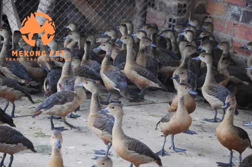 Mua Bán Chim Le Le Giống Chuẩn Chất Lượng Giá Tốt